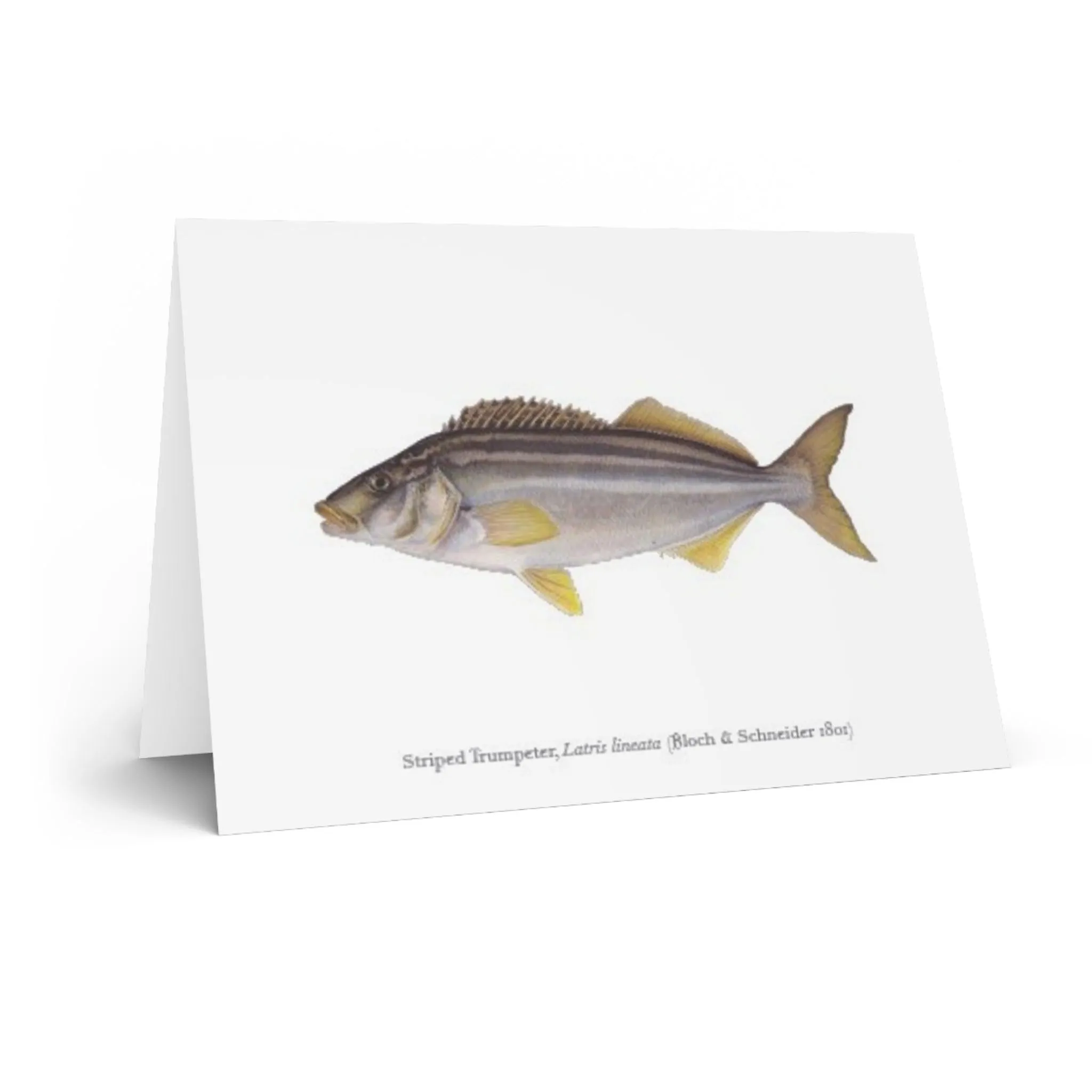 Striped Trumpeter Greeting Card