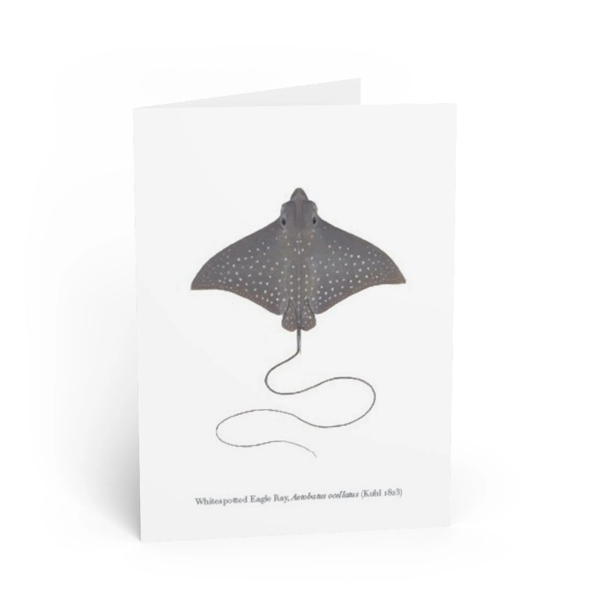 Whitespotted Eagle Ray Greeting Card